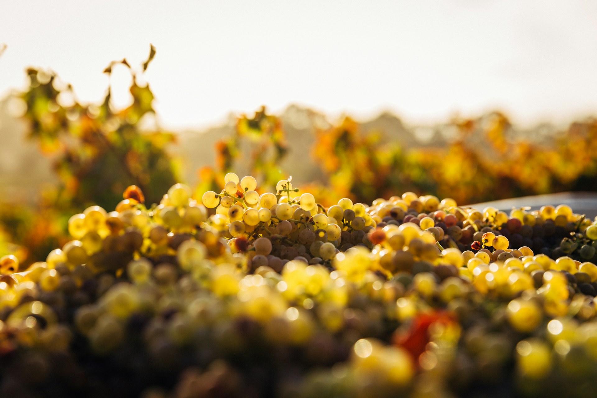 La route des vins en Patagonie